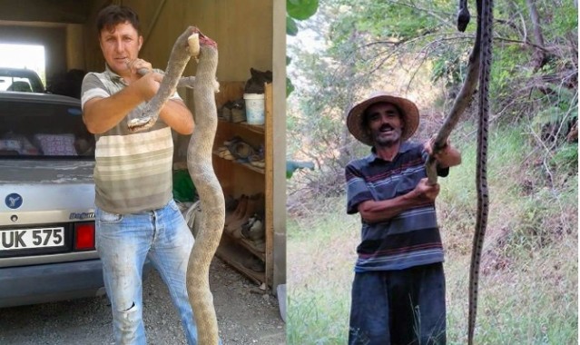 Bu yılanlar Antalya'da yakalandı